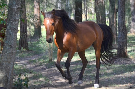 rosie in the gallop through the forest