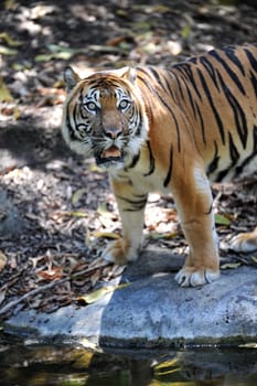 A close up shot of a Sumatran Tiger