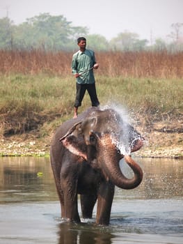 Man washing his elephant on the banks of river in Chitwan park in Nepal
