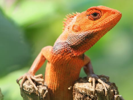 orange lizard sitting on tree in the natural habitat. close-up photos