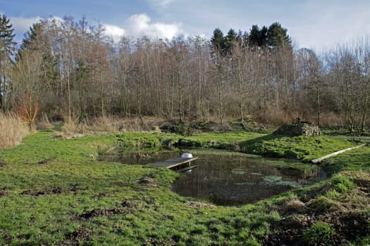 Biotope at the water house in Lothe (Lipperland)