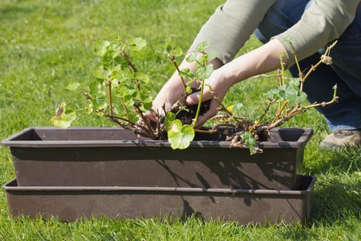 Gardening. Transplanting geraniums in a pot. Female hands transplanting in a pot. Outdoors.