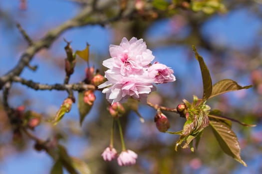 First flowers blooming sakura. Blue sky at the backgropund.