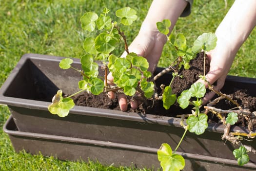 Gardening. Transplanting geraniums in a pot. Female hands transplanting in a pot. Outdoors.