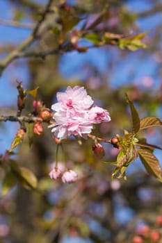 First flowers blooming sakura. Blue sky at the backgropund.