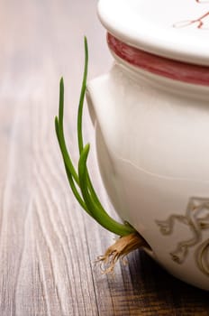 Close-up growing onion in a pot