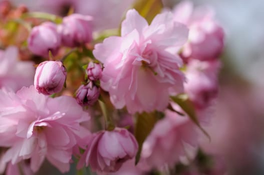 flower branch