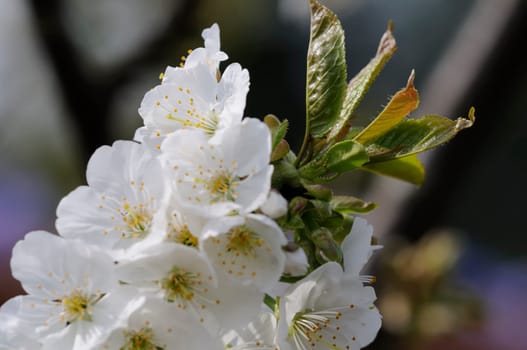 flower branch