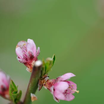 flower branch