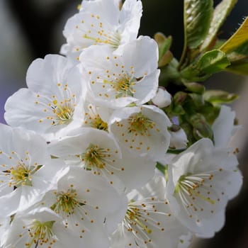 flower branch