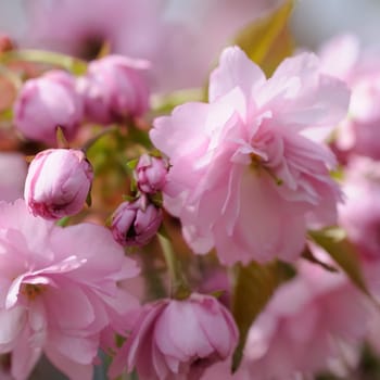 flower branch