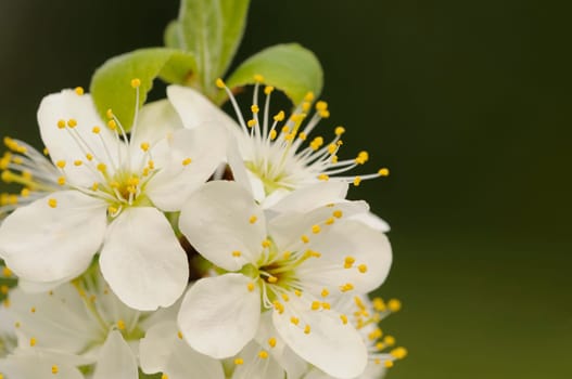 flower branch