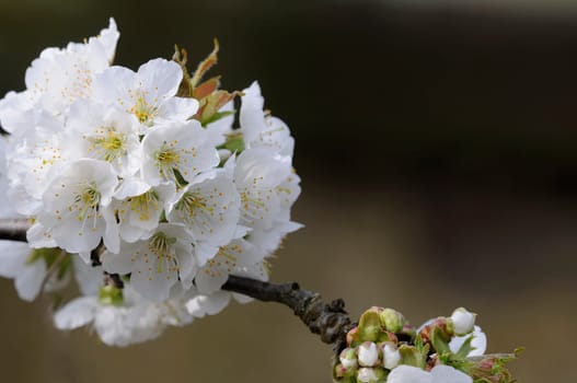 flower branch