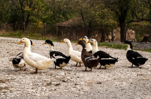 Ducks on rural gravel road and rustic outbuilding background