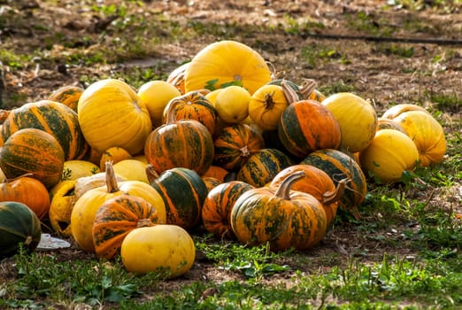 Pile of pumpkins on grass in village yard