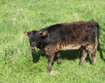 Heckrind - Calf