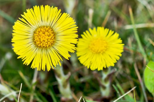 Coltsfoot Medical First Flower on Spring - Latin Name Tussilago Farfara