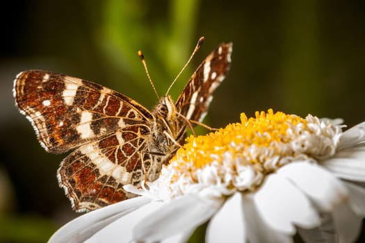 Brown Butterfly on a Marguerite - Great Banded Grayling (Brintesia circe)