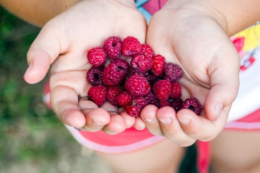 Girl Hands with Red Raspberry
