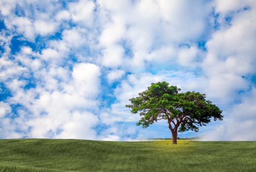Background image of lush grass field