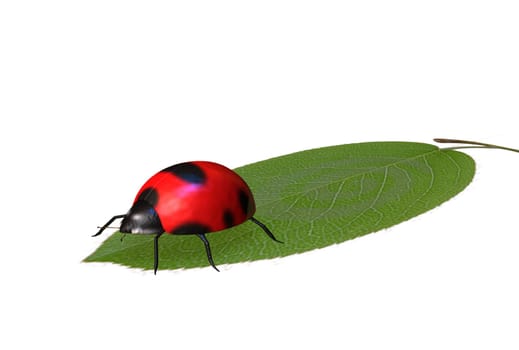 Ladybug on leaf for adv or others purpose use
