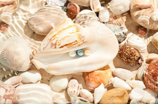 Closeup photo of three pearls in big seashell underwater