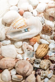 Underwater shot of colorful pearls lying in big seashell