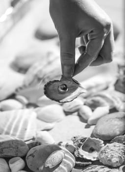 Black and white photo of female hand holding pearl on seashell