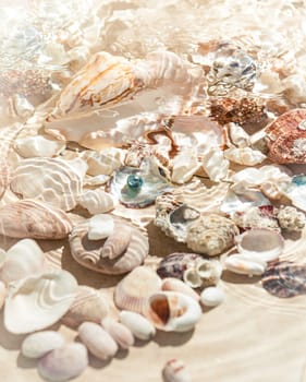 Underwater photo of seashells lying on sea bottom