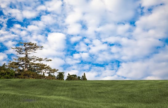 Background image of lush grass field
