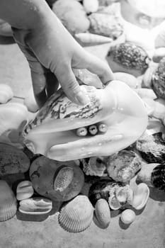 Black and white closeup photo of hand picking up seashell with pearls from sea