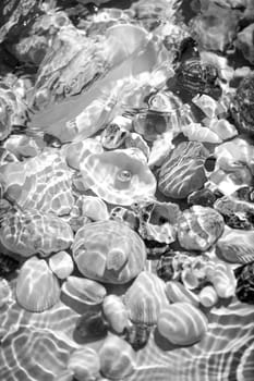 Black and white closeup photo of seashells lying underwater