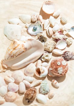 Closeup photo of shells and pearl lying on sand