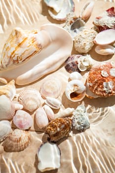 Closeup photo of lots of seashells lying underwater