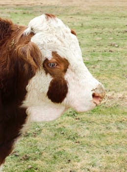 Hereford bull in portrait view of male cow on cattle  farm ranch