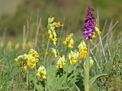 Magnificent weed (Orchis mascula) with real key flowers (Primula veris)