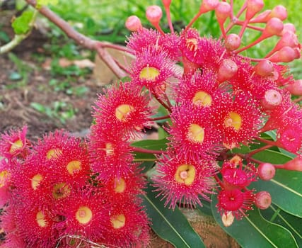 Corymbia pytochocarpa, Australian native plants, red flowering eucalyptus gum tree, red flowers yellow centres and green leaf foliage