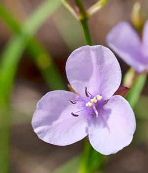 Australian wildflower Murdannia graminea purple flower known as Slug Herb