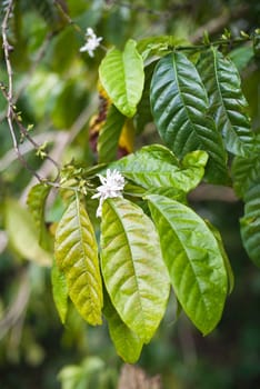 Coffe tree with leaves and white flowers close up
