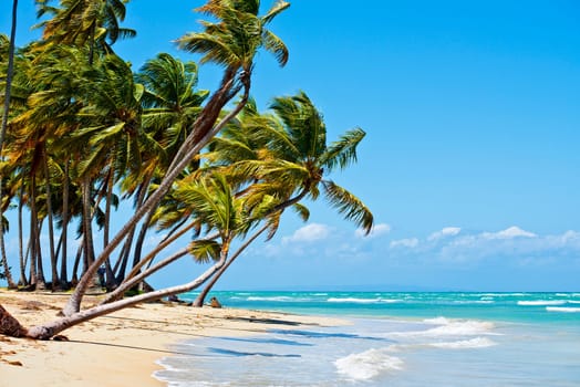 Sandy beach with palm trees on a beautiful sunny day