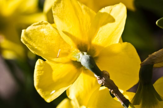 Spring flowers