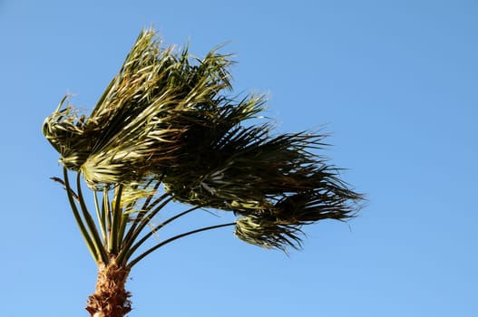 Palm Tree Blowing In The Wind Tenerife Canary Islands Spain