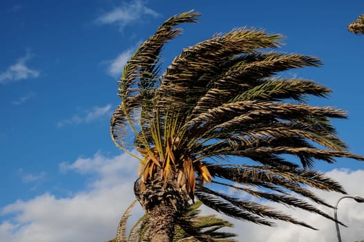 Palm Tree Blowing In The Wind Tenerife Canary Islands Spain