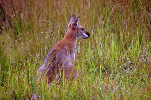Wallabies