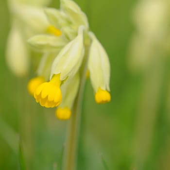 butterflower