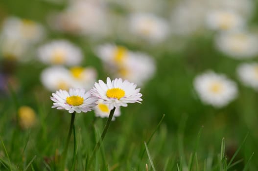 Daisy forest