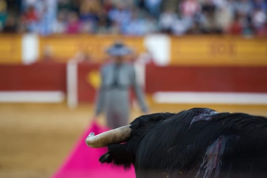 The bull stares at the torero during a bullfight in Badajoz, Spain