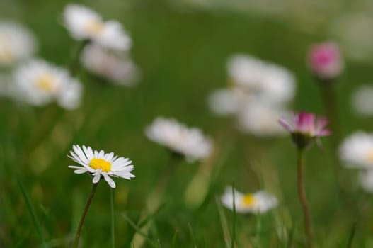 Daisy forest