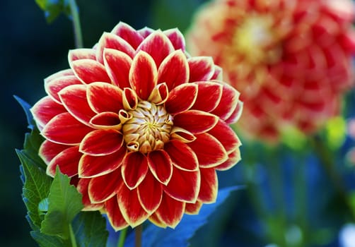Large Dahlia Blossom