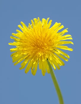 Dandelion blossom